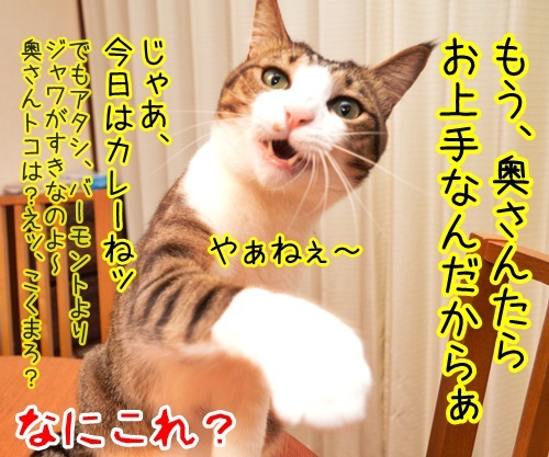 ちょっと奥さん、聞いたぁ？　猫の写真で４コマ漫画　４コマ目ッ