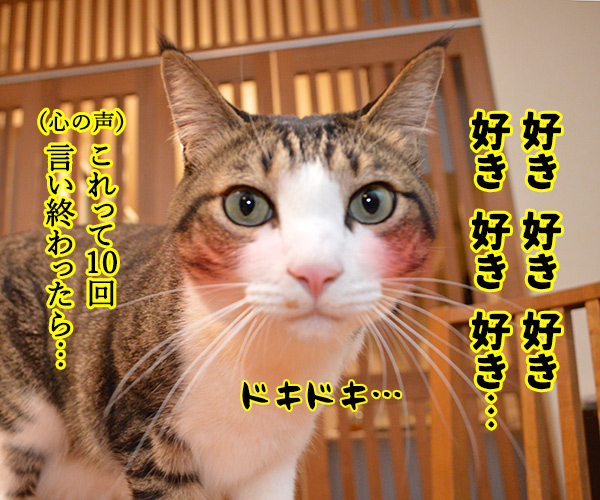 「好き」って10回言ってみてッ　猫の写真で４コマ漫画　２コマ目ッ