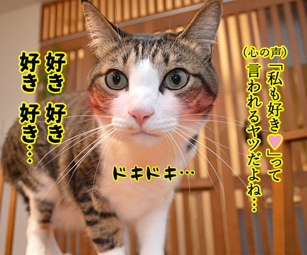 「好き」って10回言ってみてッ　猫の写真で４コマ漫画　３コマ目ッ