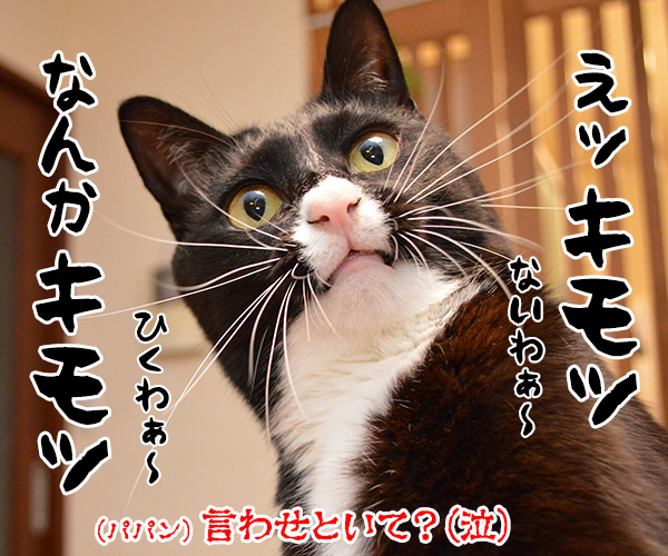 「好き」って10回言ってみてッ　猫の写真で４コマ漫画　４コマ目ッ