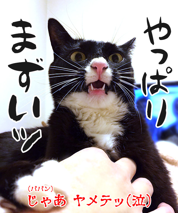 パパンのおててをガブリエル　猫の写真で４コマ漫画　４コマ目ッ