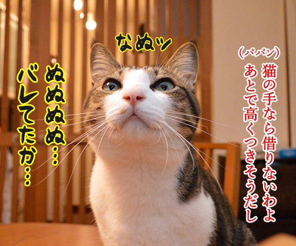 猫の手も借りたいと言うけれど…　猫の写真で４コマ漫画　２コマ目ッ