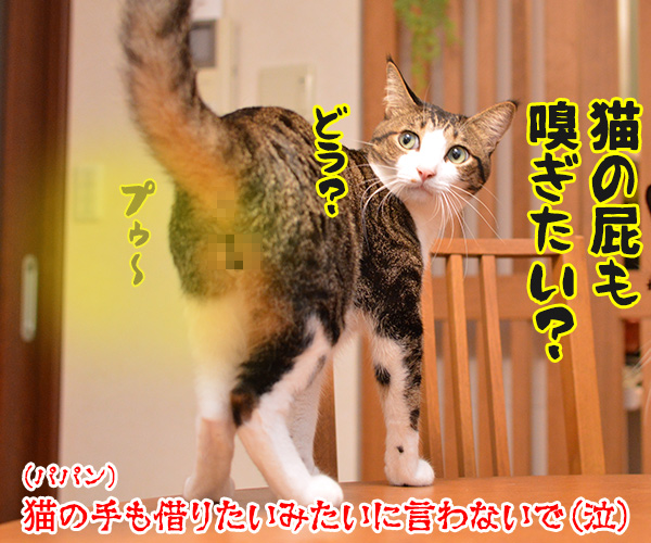 猫の手も借りたいと言うけれど…　猫の写真で４コマ漫画　４コマ目ッ