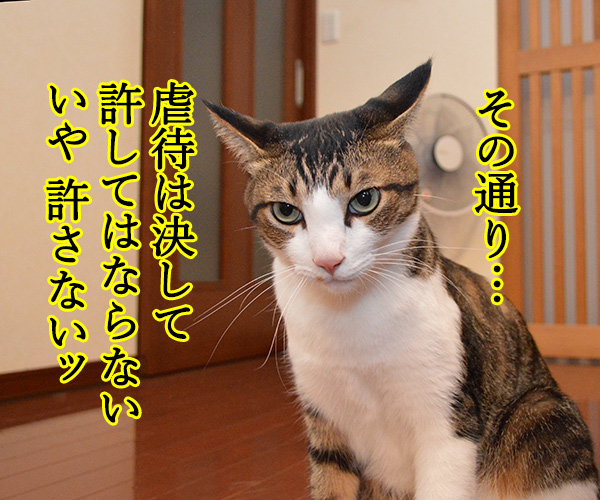 虐待は許さないッ　猫の写真で４コマ漫画　３コマ目ッ