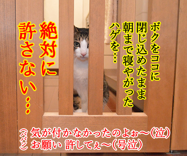 虐待は許さないッ　猫の写真で４コマ漫画　４コマ目ッ