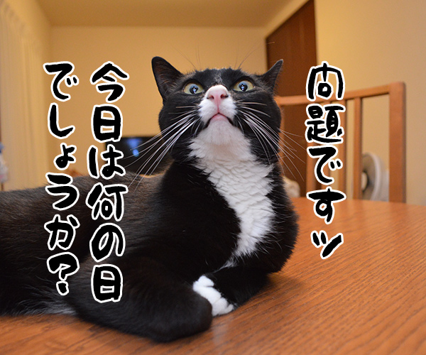 今日は何の日でしょうかッ？　猫の写真で４コマ漫画　１コマ目ッ