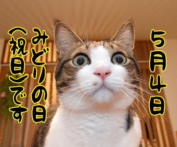 今日は何の日でしょうかッ？　猫の写真で４コマ漫画　２コマ目ッ