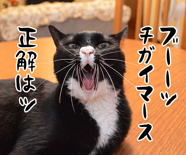 今日は何の日でしょうかッ？　猫の写真で４コマ漫画　３コマ目ッ