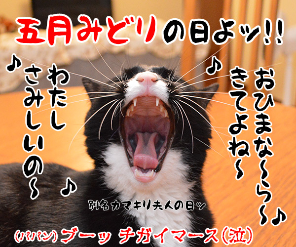 今日は何の日でしょうかッ？　猫の写真で４コマ漫画　４コマ目ッ