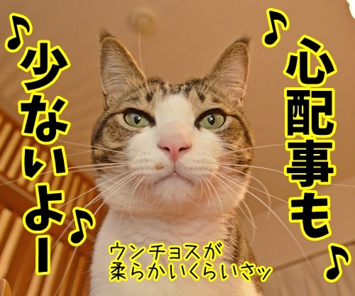 天体観測　其の二　猫の写真で４コマ漫画　２コマ目ッ