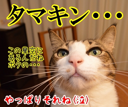 天体観測　其の二　猫の写真で４コマ漫画　４コマ目ッ