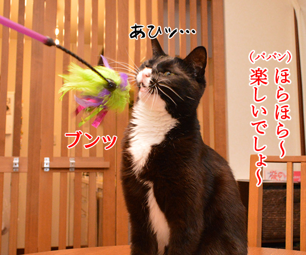 きょうは５月７日だから　猫の写真で４コマ漫画　２コマ目ッ