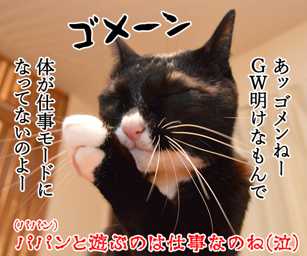 きょうは５月７日だから　猫の写真で４コマ漫画　４コマ目ッ