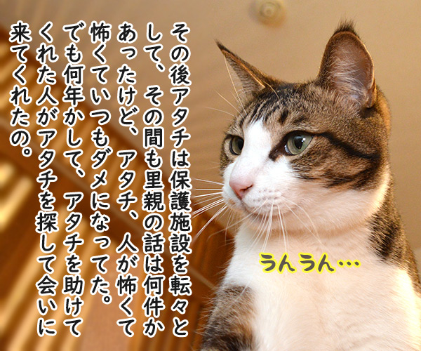 だいずさんとの出会い　猫の写真で４コマ漫画　２コマ目ッ