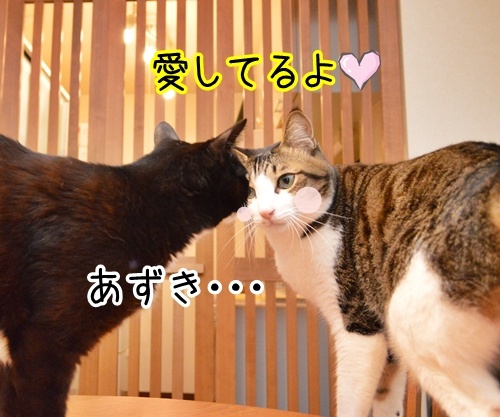 愛してるって言って　猫の写真で４コマ漫画　３コマ目ッ