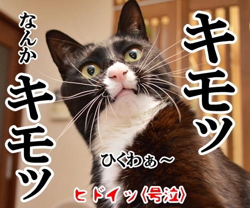 愛してるって言って　猫の写真で４コマ漫画　４コマ目ッ