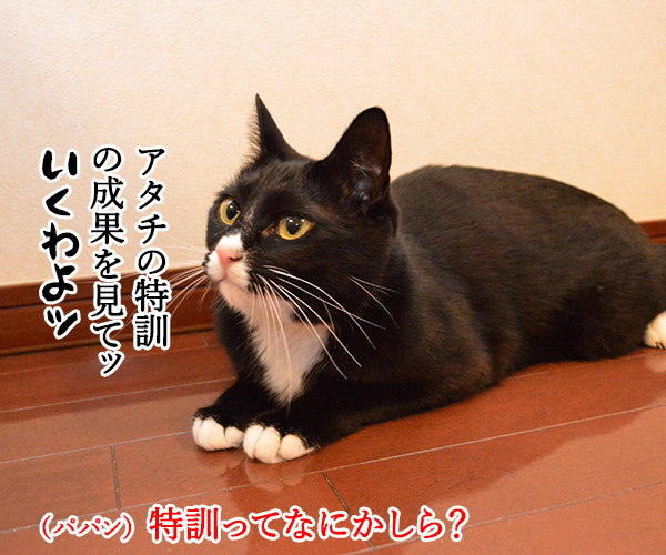 アタチ 特訓したのッ　猫の写真で４コマ漫画　１コマ目ッ