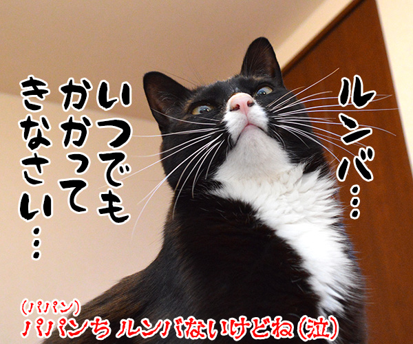 アタチ 特訓したのッ　猫の写真で４コマ漫画　４コマ目ッ