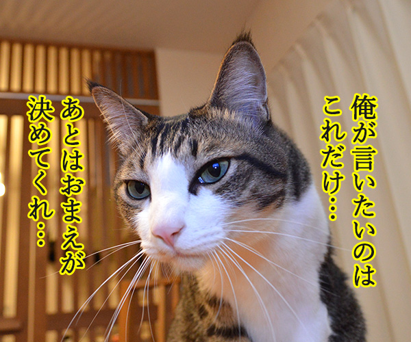 お前が俺しかいないって言うなら　猫の写真で４コマ漫画　３コマ目ッ