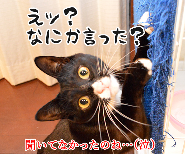 お前が俺しかいないって言うなら　猫の写真で４コマ漫画　４コマ目ッ