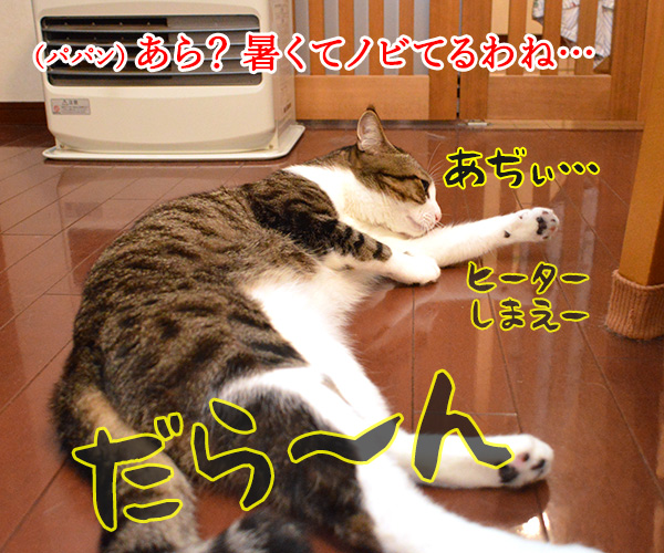 熱中症に気をつけてッ　猫の写真で４コマ漫画　１コマ目ッ