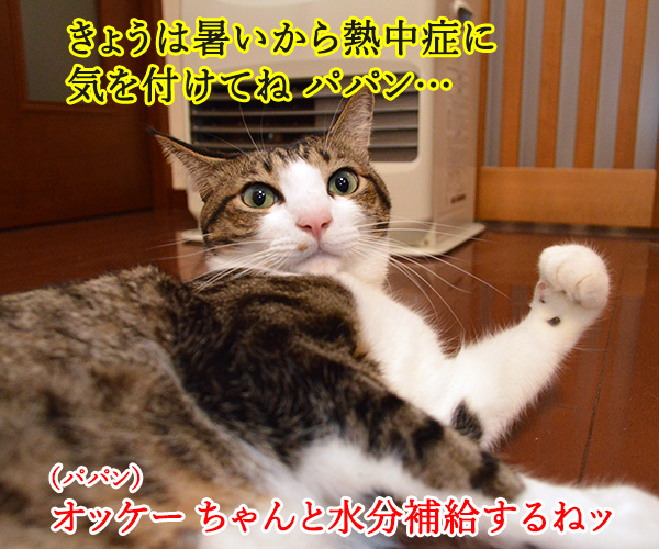 熱中症に気をつけてッ　猫の写真で４コマ漫画　２コマ目ッ