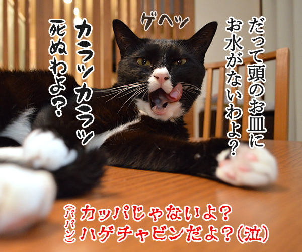 熱中症に気をつけてッ　猫の写真で４コマ漫画　４コマ目ッ