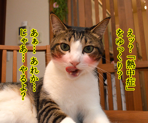 熱中症って言ってみてッ　猫の写真で４コマ漫画　２コマ目ッ