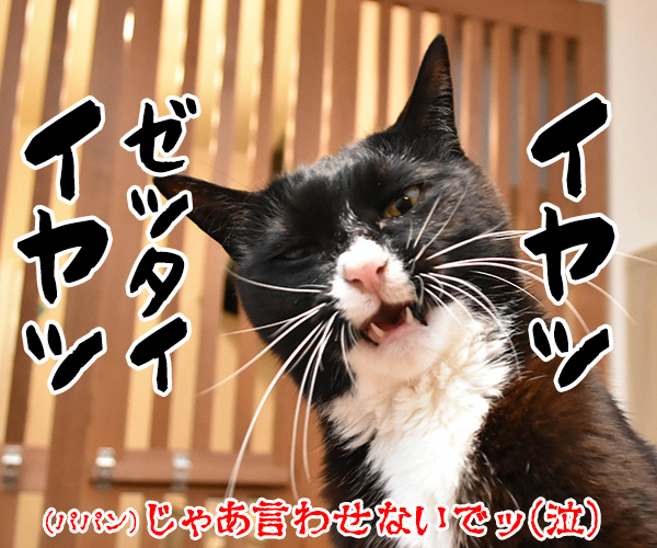 熱中症って言ってみてッ　猫の写真で４コマ漫画　４コマ目ッ