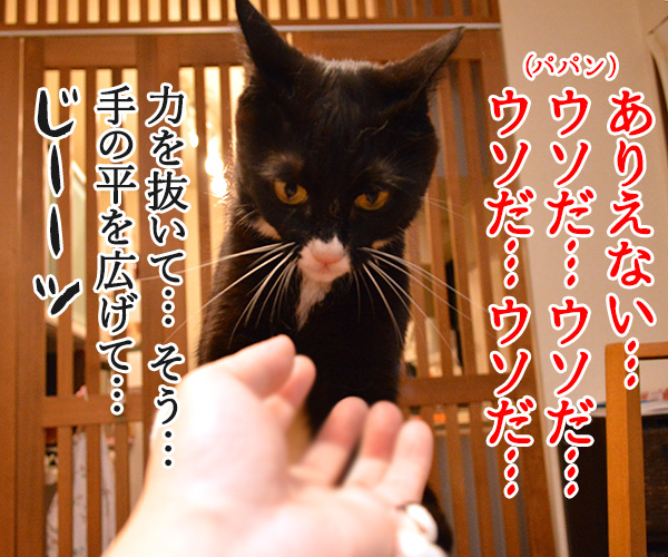 ウソだッ！！ウソだぁッ！！　猫の写真で４コマ漫画　３コマ目ッ