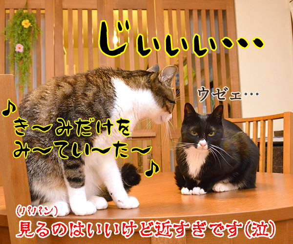 君だけを見ていた　猫の写真で４コマ漫画　４コマ目ッ