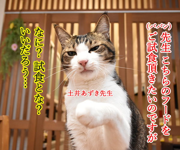 先生、お味はいかがでしょうか？　猫の写真で４コマ漫画　１コマ目ッ