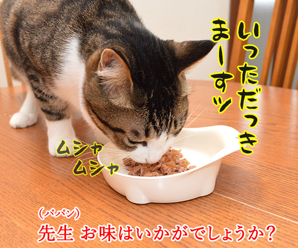 先生、お味はいかがでしょうか？　猫の写真で４コマ漫画　２コマ目ッ