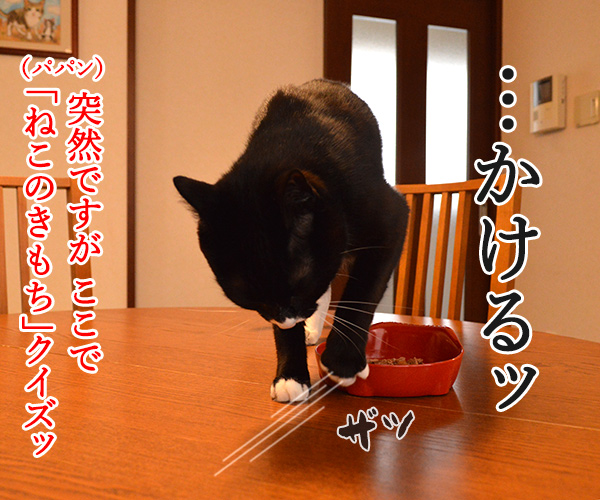 だいずさんにもご試食いただきましたッ　猫の写真で４コマ漫画　２コマ目ッ