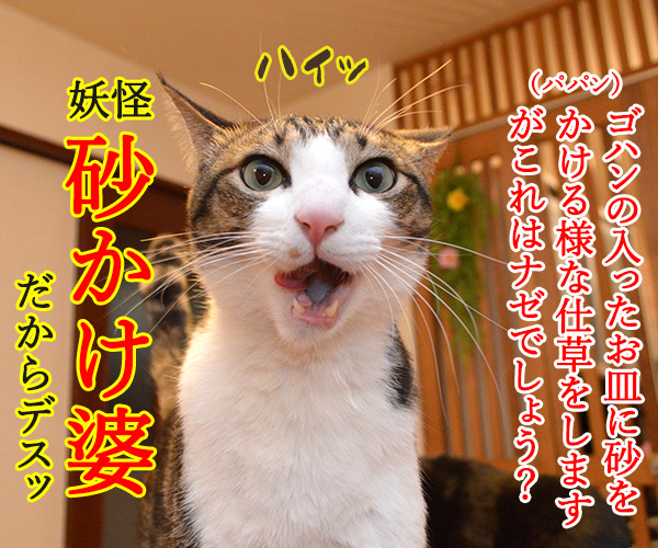 だいずさんにもご試食いただきましたッ　猫の写真で４コマ漫画　３コマ目ッ