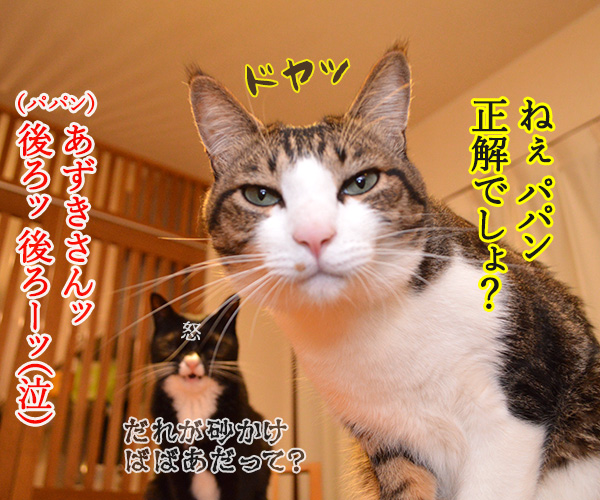 だいずさんにもご試食いただきましたッ　猫の写真で４コマ漫画　４コマ目ッ