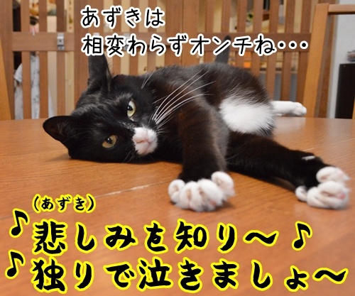 ウルトラソウル　猫の写真で４コマ漫画　２コマ目ッ