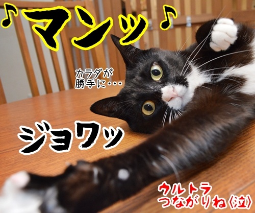 ウルトラソウル　猫の写真で４コマ漫画　４コマ目ッ