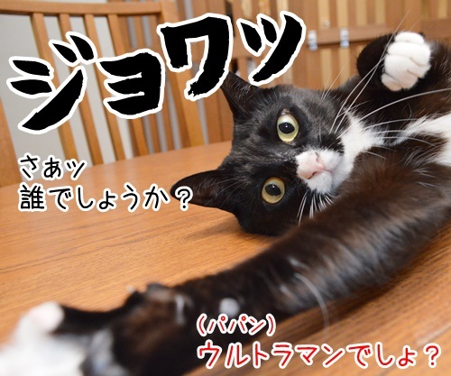 たいくつだからモノマネするわよッ　猫の写真で４コマ漫画　２コマ目ッ