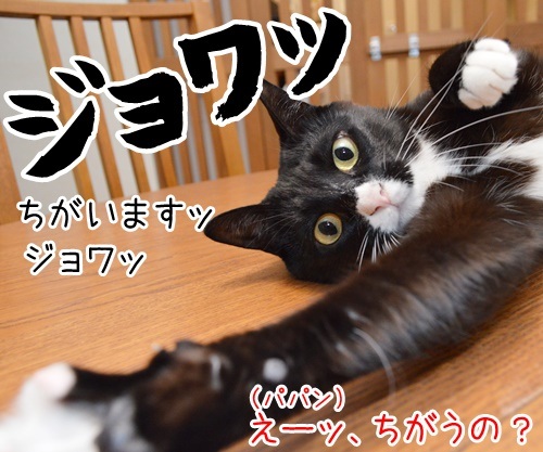 たいくつだからモノマネするわよッ　猫の写真で４コマ漫画　３コマ目ッ