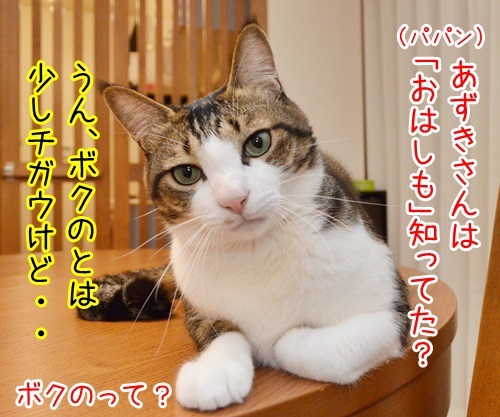 避難の心構え「おはしも」って？　猫の写真で４コマ漫画　２コマ目ッ