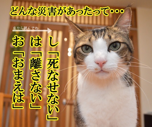 避難の心構え「おはしも」って？　猫の写真で４コマ漫画　３コマ目ッ