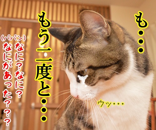 避難の心構え「おはしも」って？　猫の写真で４コマ漫画　４コマ目ッ