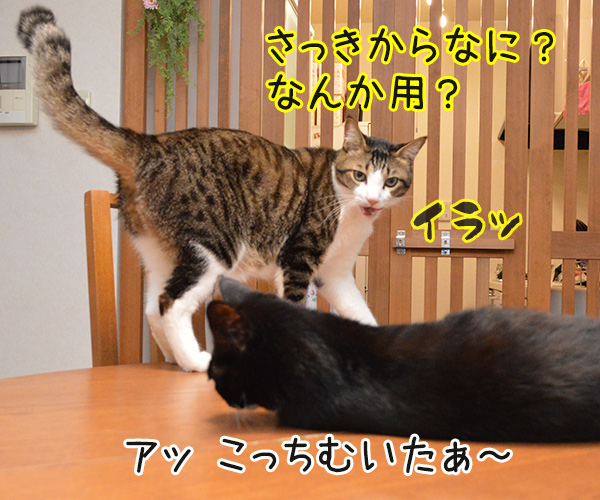 ねぇねぇ～　ねぇってばぁ～　猫の写真で４コマ漫画　３コマ目ッ