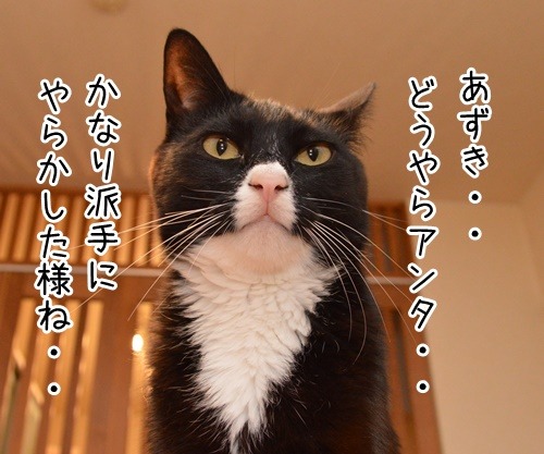 ルールルルルッルー　今日もいい天気～　猫の写真で４コマ漫画　３コマ目ッ