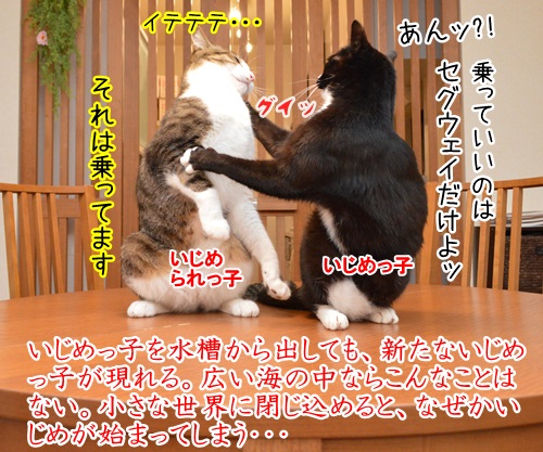 イジメ・ダメ・ゼッタイ　猫の写真で４コマ漫画　２コマ目ッ