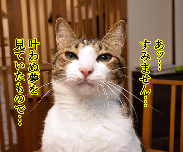 ヤンキー中学生 だいず　猫の写真で４コマ漫画　２コマ目ッ