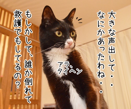 大きな声で呼びかけてッ　猫の写真で４コマ漫画　２コマ目ッ