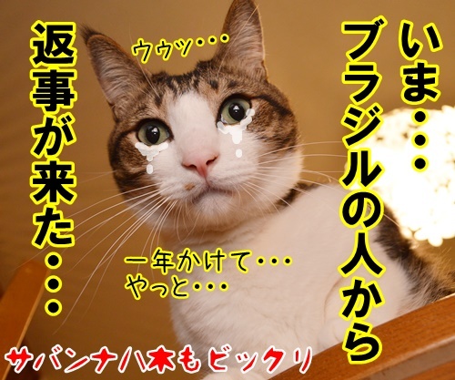 大きな声で呼びかけてッ　猫の写真で４コマ漫画　４コマ目ッ