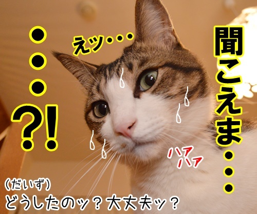 大きな声で呼びかけてッ　猫の写真で４コマ漫画　３コマ目ッ